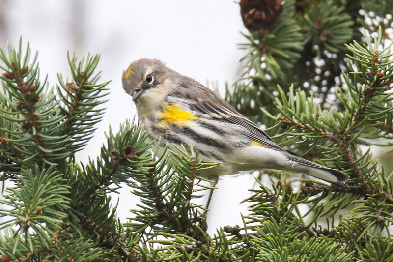 Yellow-rumped Warbler