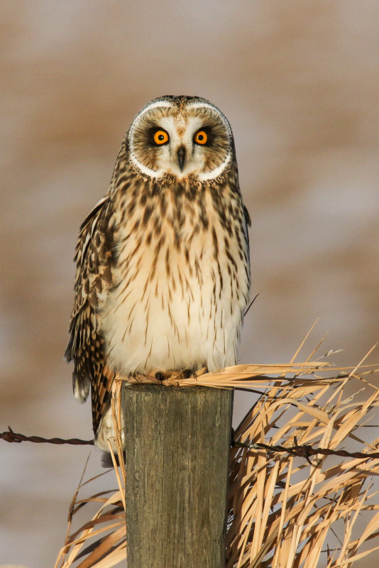 Short-eared Owls