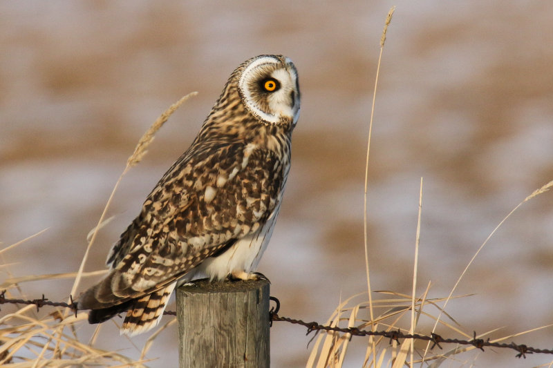 Short-eared Owl