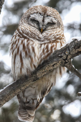 Barred Owl