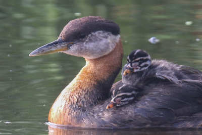 Red-necked Grebes