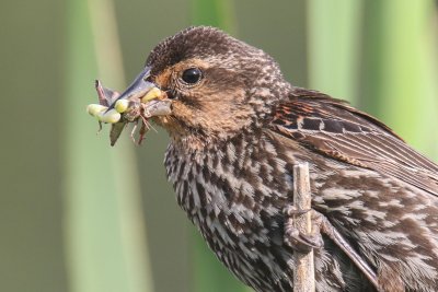 Red-winged Blackbird (female)