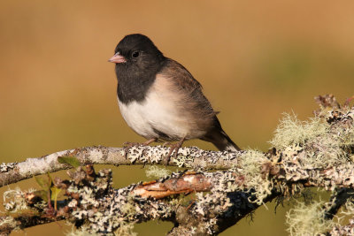 Dark-eyed Junco