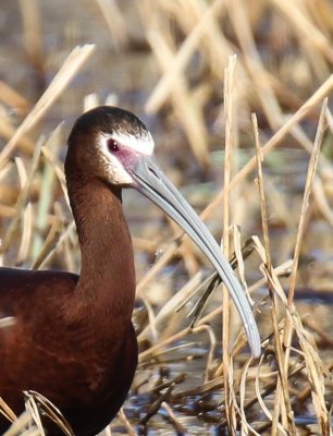 2018 Snow Goose Chase folder