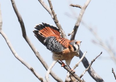 American Kestrels