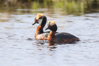 Horned Grebes