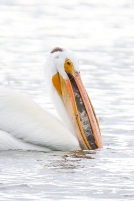 FOLDER Pelicans at Wabamun June 15 2018
