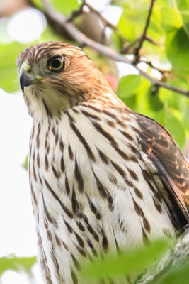 FOLDER Juvenile Cooper's Hawk (backyard)2018