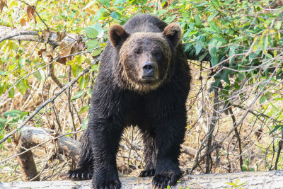 2018 The Great Bear Chalet, Bella Coola, BC