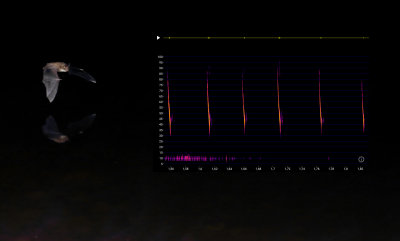 Myotis-daubentonii_with_Sonogram.jpg