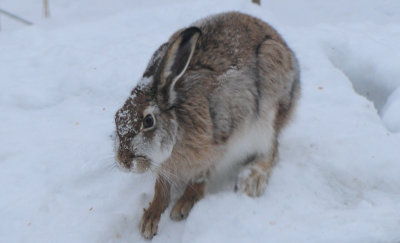 Lepus-europaeus.jpg