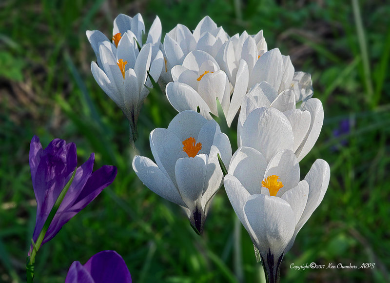 A Crocus Ballet ( Swan Lake) 