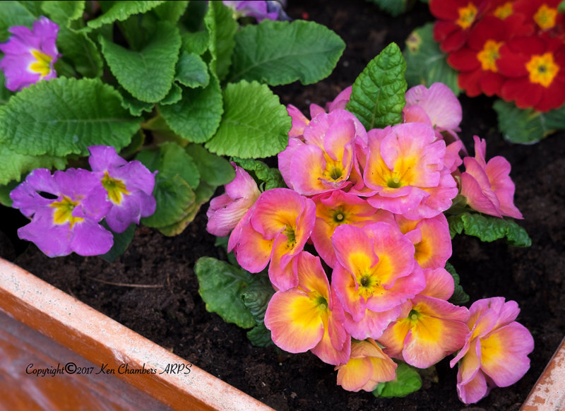 Multicoloured  Primroses 