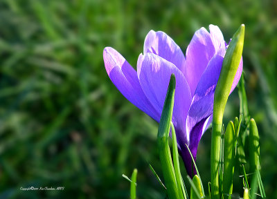 Crocus