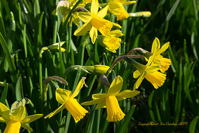 Sunlight & Daffodils 