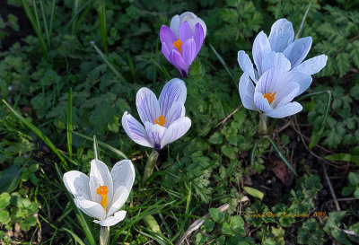 Each one unique and beautiful !