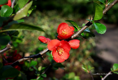 First Day of Spring