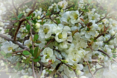 Marry in the spring 