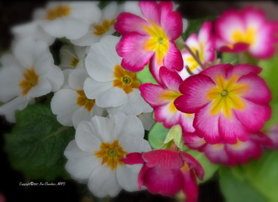 Primroses