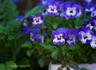 Violas