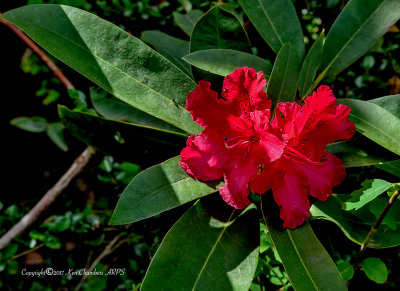 Rhododendron 