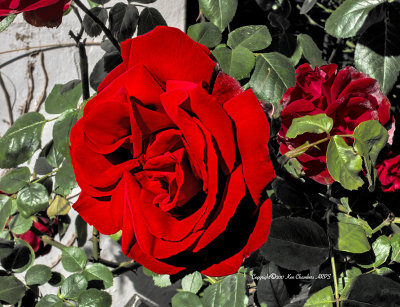 Rose at Middle Mill 