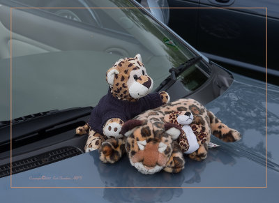 Let's snuggle up on the warm Jaguar Hood.