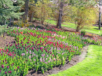 IMG_0759 hillside of tulips pse14n.jpg