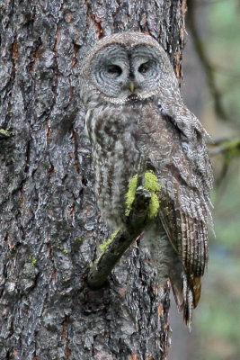Owl, Great Gray 9574