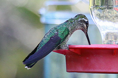 Hummingbird, Blue-Throated 0500