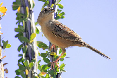 Sparrow, Botteri's 6438