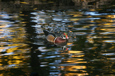 2840 wood duck trip 19