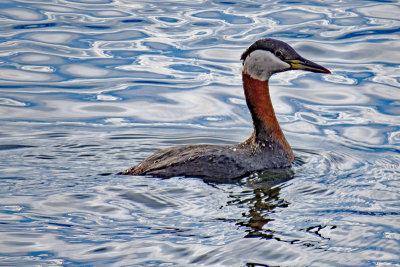 Grebe, Red-Necked 7443
