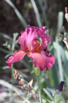 IMG_0434 super pink iris.jpg