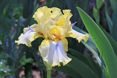 IMG_1806 spectacular iris.jpg