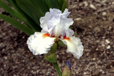 irises