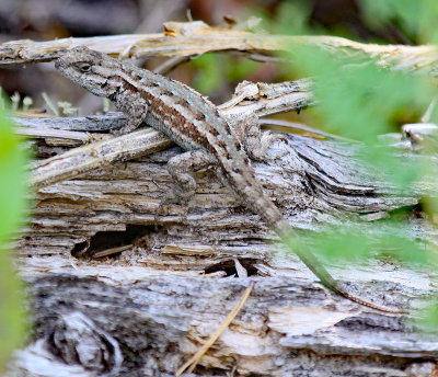probable_western_fence_lizard
