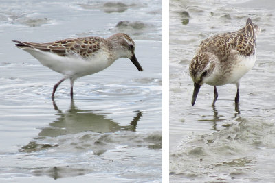 Sandpiper, Semipalmated 8402 and 8342