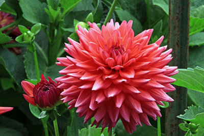IMG_1224a dahlia 800w.jpg