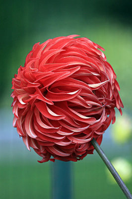 IMG_1229a special dahlia 800w.jpg