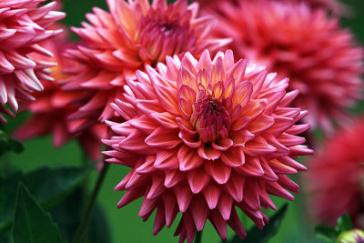 IMG_1231a dahlia 800w.jpg