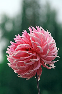 IMG_1240a special dahlia 800w.jpg