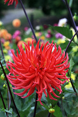 IMG_1250a dahlia 800w.jpg