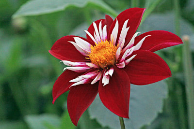 IMG_1259b single dahlia 800w.jpg