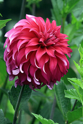 IMG_1276b dahlia 800w.jpg