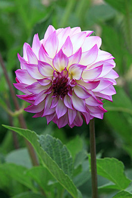 IMG_1280a dahlia 800w.jpg