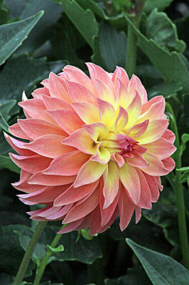 IMG_1298a dahlia 800w.jpg