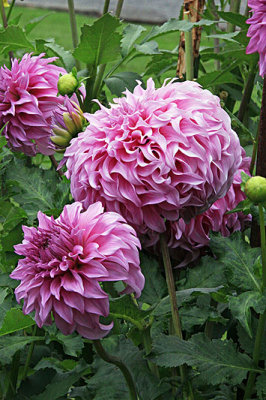 IMG_1301a dahlia 800w.jpg