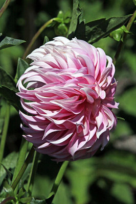 IMG_9839a pink 800w.jpg