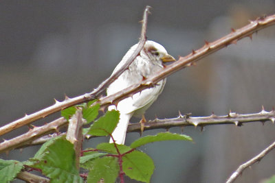 0205_leucistic_house_sparrow